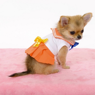 Illustration for article titled Small Dogs Cosplaying as Sailor Moon Characters
